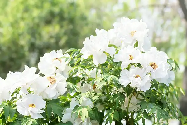 Can White Paeony Extract Help Balance Hormones Naturally?
